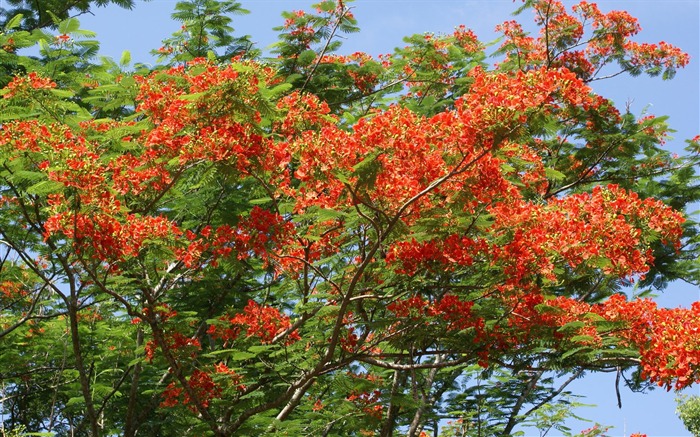 ワイドスクリーンの壁紙の花に近い(30)を開く #17