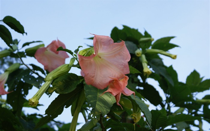 fleurs fond d'écran Widescreen close-up (30) #18