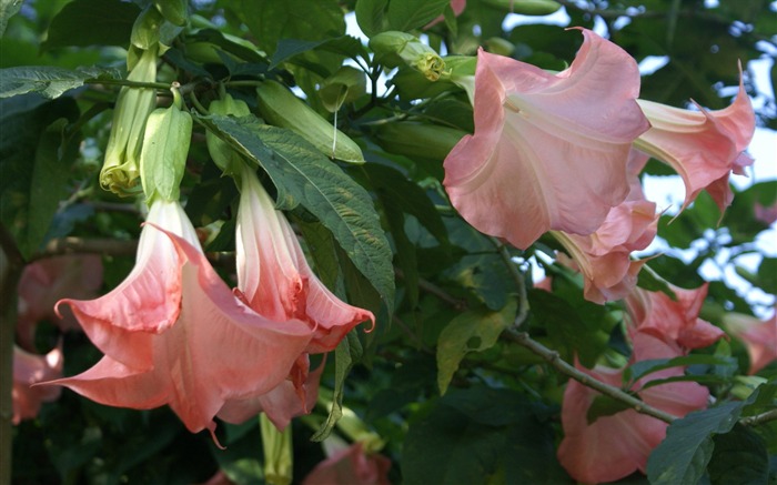 fleurs fond d'écran Widescreen close-up (30) #20