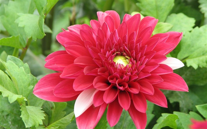 Dahlia flowers HD wallpaper (1) #1