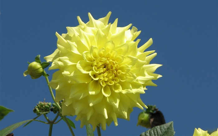 Dahlia fleurs wallpaper HD (1) #2