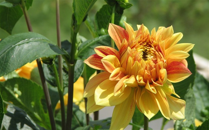 Dahlia fleurs wallpaper HD (1) #5