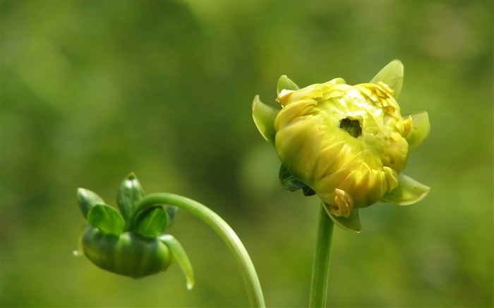 Dahlia 大丽花 高清壁纸(一)6