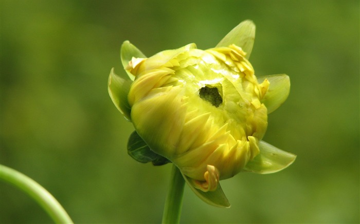 Dahlia flores fondos de escritorio de alta definición (1) #7