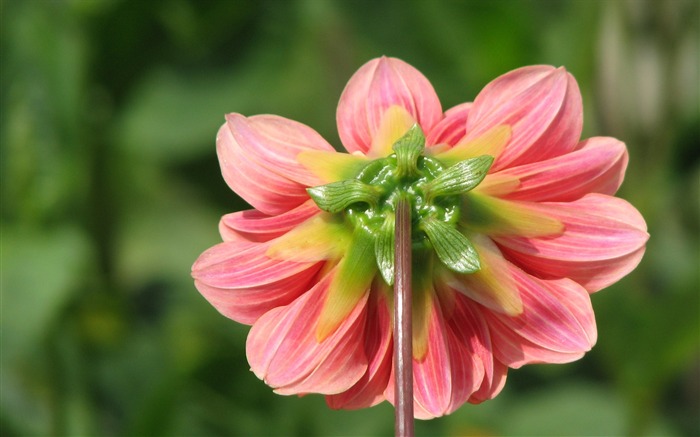 Dahlia flowers HD wallpaper (1) #9