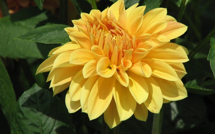 Dahlia flowers HD wallpaper (1) #16