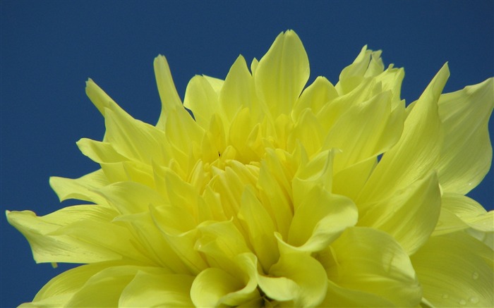 Dahlia flores fondos de escritorio de alta definición (2) #3