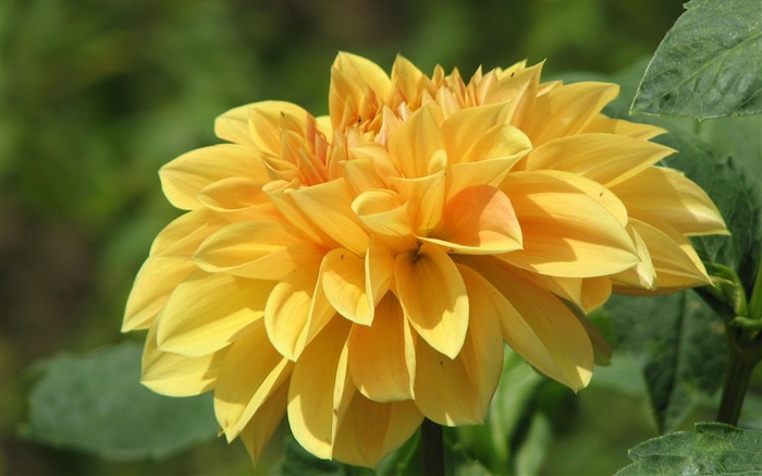 Dahlia flowers HD wallpaper (2) #4