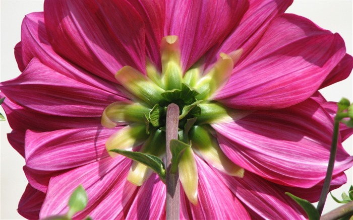 Dahlia flores fondos de escritorio de alta definición (2) #7