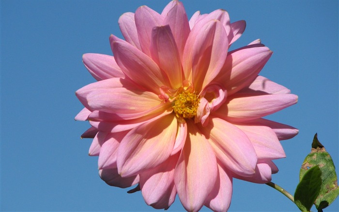 Dahlia flowers HD wallpaper (2) #9