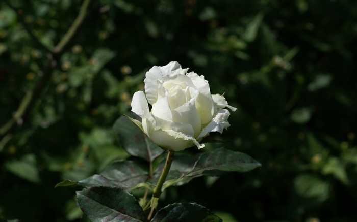 Rose Foto tapety (7) #17