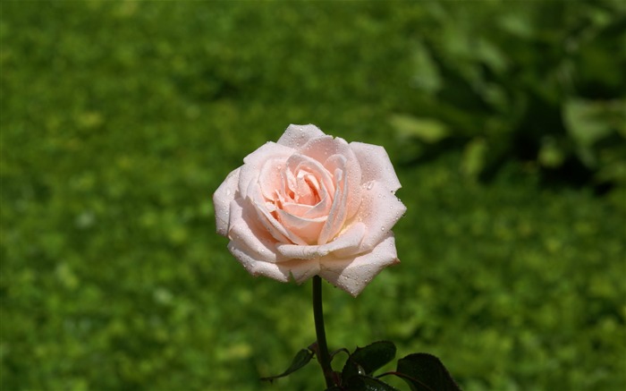 Rose Foto tapety (7) #19