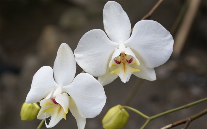 Orchid wallpaper photo (1) #1