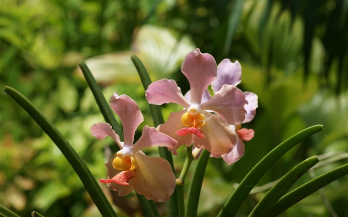 Orquídea foto de fondo de pantalla (1) #2