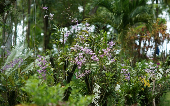 Orquídea foto de fondo de pantalla (1) #5