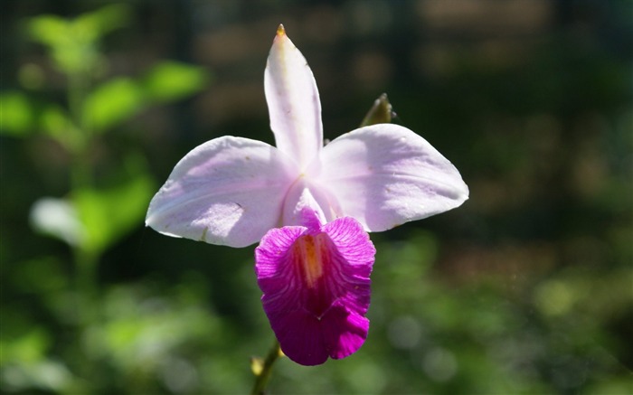 Orquídea foto de fondo de pantalla (1) #8