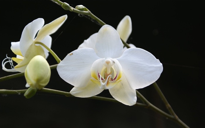 Orchidej tapety foto (1) #9