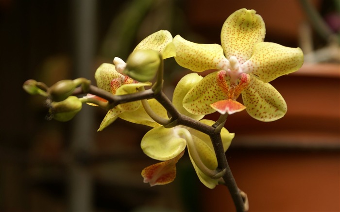 Orchidej tapety foto (1) #11