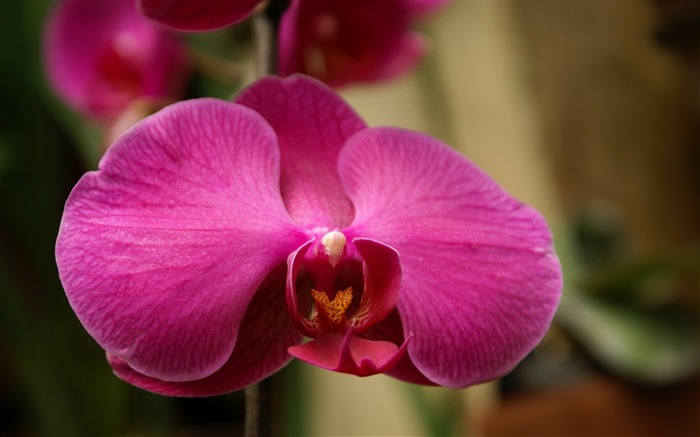 Orchid Tapete Foto (1) #12