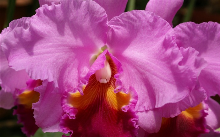 Orquídea foto de fondo de pantalla (1) #13