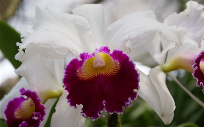 Orquídea foto de fondo de pantalla (1) #17