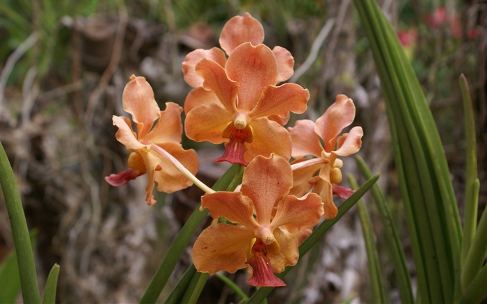 Orquídea foto de fondo de pantalla (1) #18