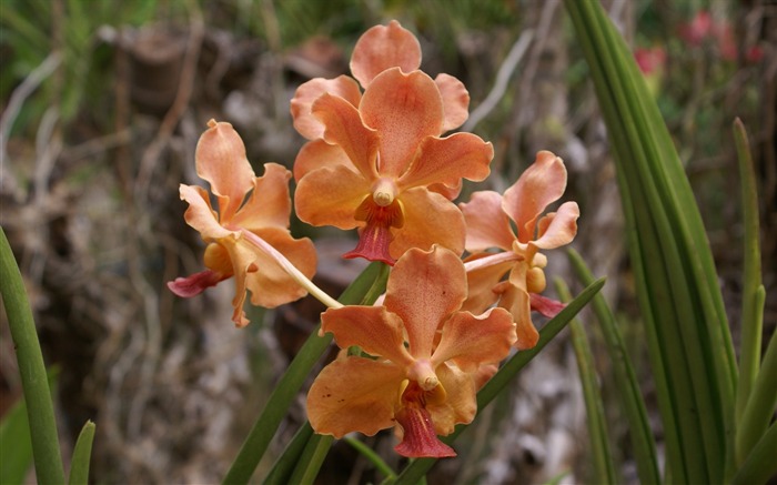 Orchidej tapety foto (1) #18