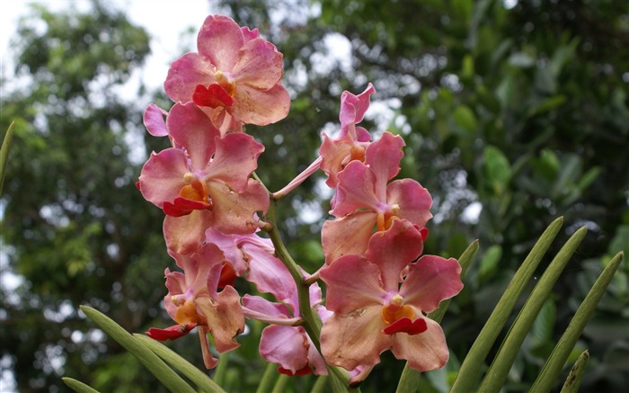 Orchidej tapety foto (1) #20