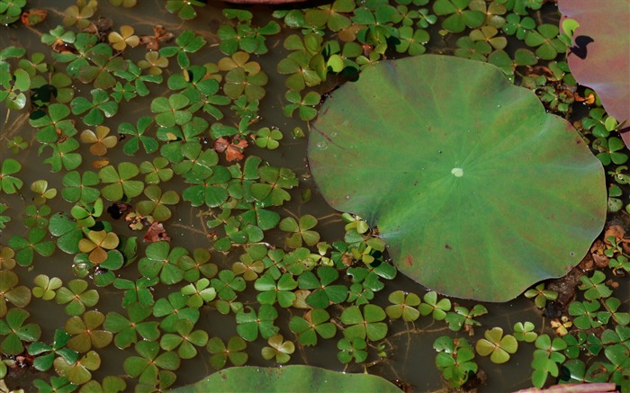 Lotus fondos de escritorio de la foto (1) #12