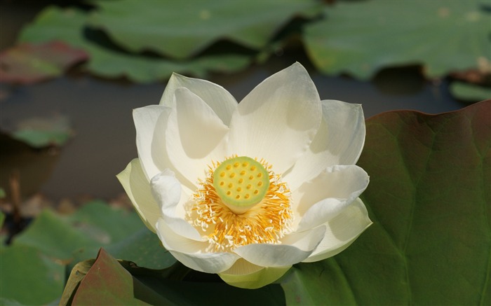 Fond d'écran photo Lotus (1) #18
