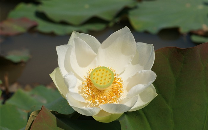 Lotus photo wallpaper (1) #18