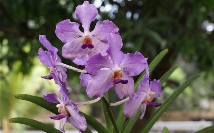 Orchidej tapety foto (2) #6