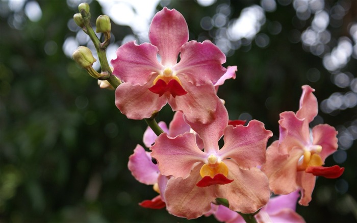 Orquídea foto de fondo de pantalla (2) #9