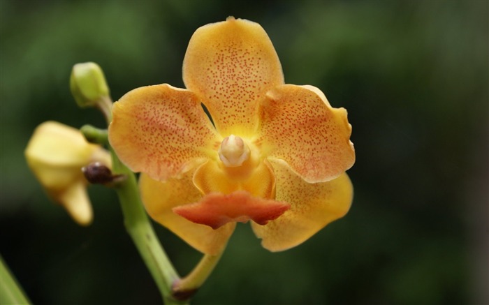 Orchidej tapety foto (2) #15