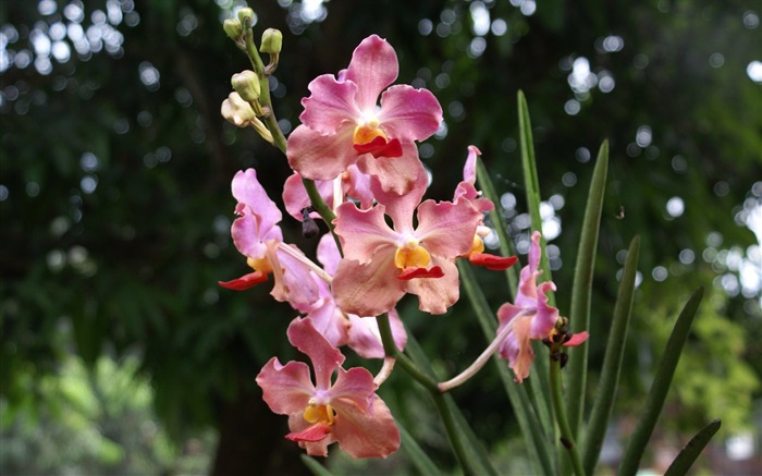 Orquídea foto de fondo de pantalla (2) #18