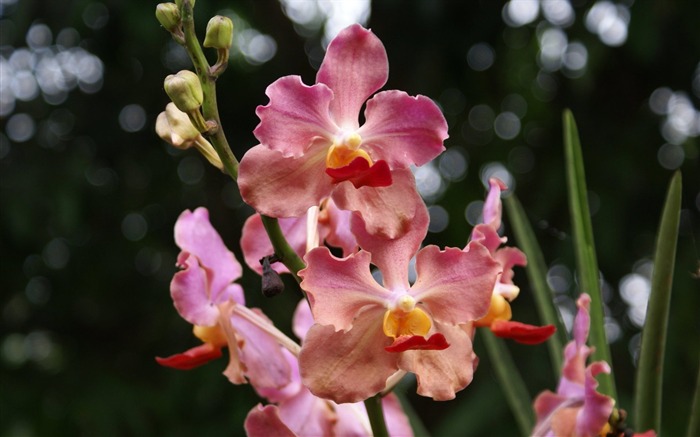 Orchidej tapety foto (2) #19