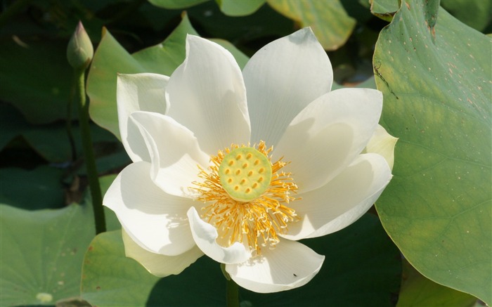 Fond d'écran photo Lotus (2) #1