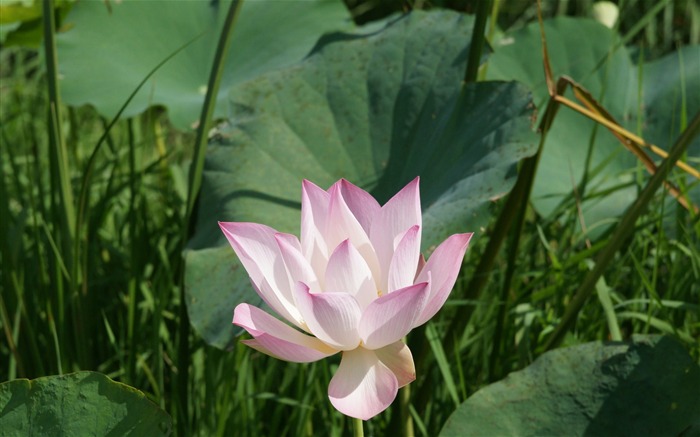 Lotus Fototapete (2) #6