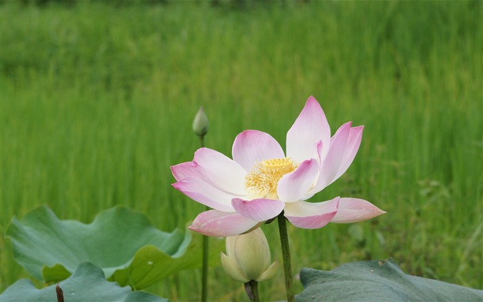 Lotus photo wallpaper (2) #11