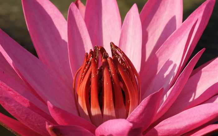 Fond d'écran photo Lotus (3) #1