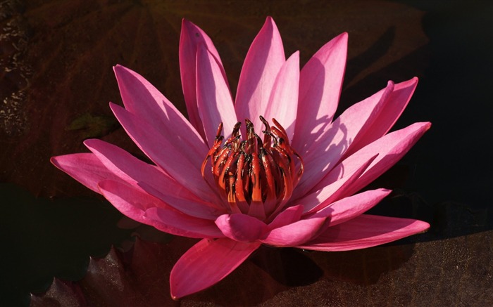 Fond d'écran photo Lotus (3) #2