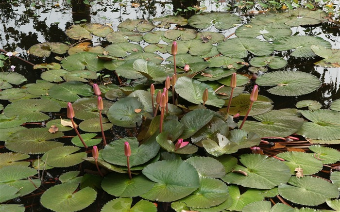 Lotus fondos de escritorio de la foto (3) #5