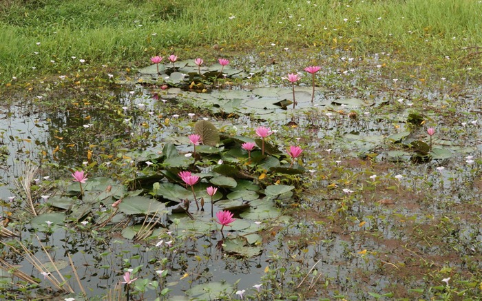 莲花写真 壁纸(三)6