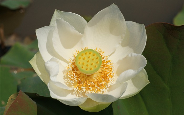 Fond d'écran photo Lotus (3) #12