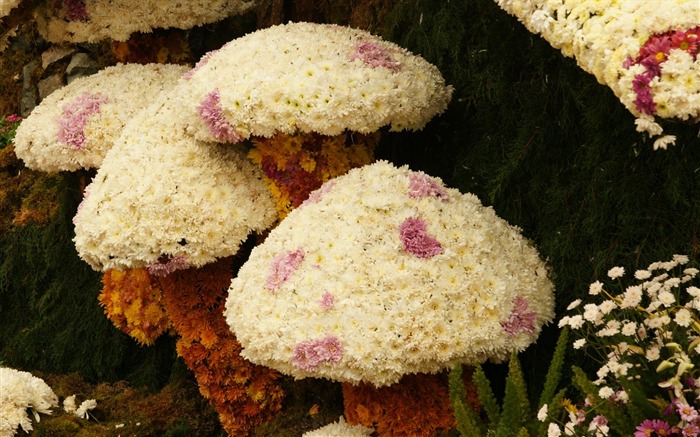 Bunte Blumen schmücken Tapete (1) #6