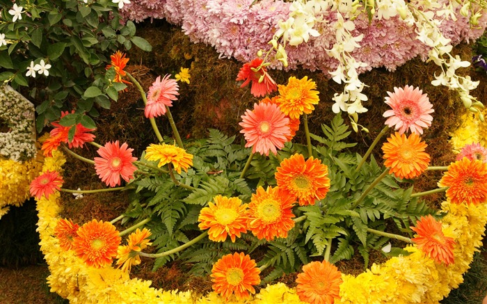 fleurs colorées décorent fond d'écran (4) #19