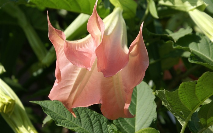 fleurs fond d'écran Widescreen close-up (31) #4