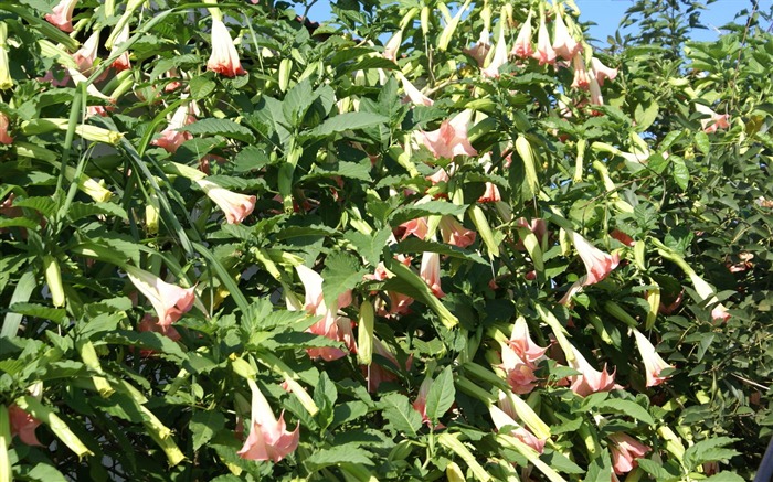 fleurs fond d'écran Widescreen close-up (31) #7