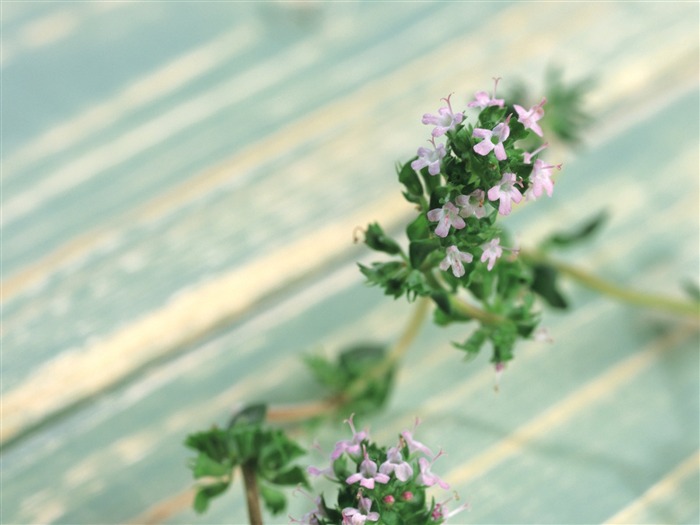 fonds d'écran à base de plantes et la vie #31