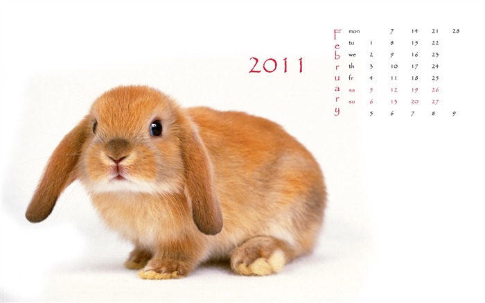 Año del Conejo fondos de escritorio calendario 2011 (1) #1